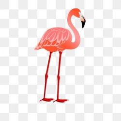 2019 的 Flamingo Red Dragonfly Animal Short And Thick Mouth ...