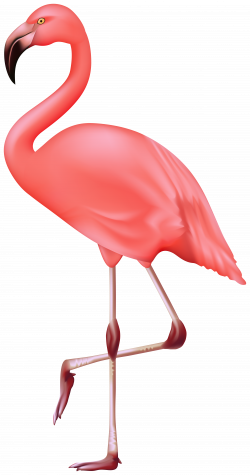 Flamingo Bird PNG Clipart | Gallery Yopriceville - High ...