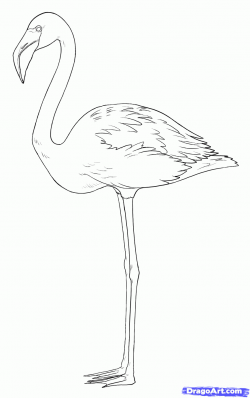 how to draw flamingos step 7 | *How to draw ... in 2019 ...