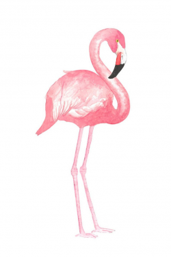 Flamingo Clipart – Free Clipart Images