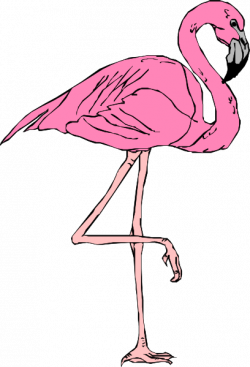 Free to Use Public Domain Flamingo Clip Art - Clip Art Library