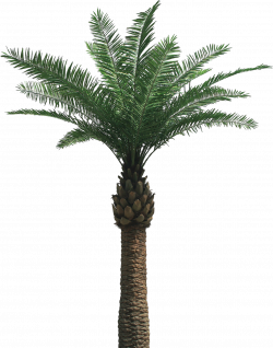 Artificial palm tree and cocotree LIKE REAL PALM TREE - absolutely ...