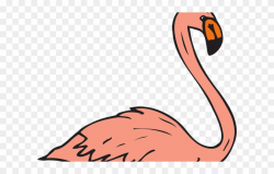 Flamingo Clipart Real - Flamingo Birds Swimming - Png ...