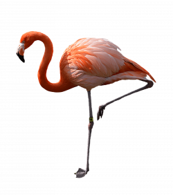 Flamingo Standing Left transparent PNG - StickPNG