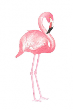 Watercolor Flamingo Clipart, Tropical, Bird, Illustration, Scrap-booking,  Summer