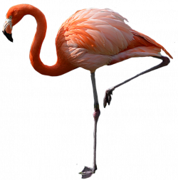 flamboyan flamenco flamingo flamingoes flaming flame...
