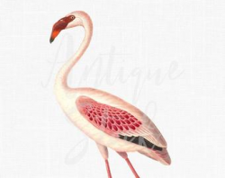 Flamingo Clipart Vintage Printable Image Common | Etsy