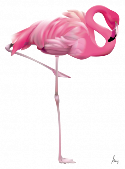 Resultado de imagen para flamingo | Aves: flamencos | Pinterest ...