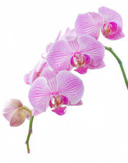 00.jpg | Flower clipart, Orchid and Album
