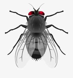 Fly Png Clip Art #250622 - Free Cliparts on ClipartWiki