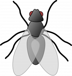 Clipart - fly 01