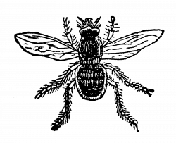 Digital Stamp Design: Printable Insect Bee Fly Digital Clip Art Bug ...