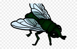 Fly Clipart Little Bug - House Fly Clipart - Png Download ...