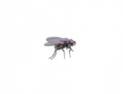 Fly PNG Transparent Fly.PNG Images. | PlusPNG