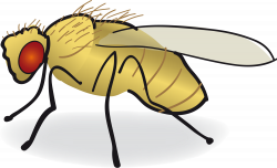 File:Drosophila-drawing.svg - Wikimedia Commons