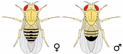 File:Biology Illustration Animals Insects Drosophila melanogaster ...