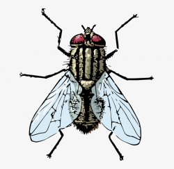 Flies Clipart Flie - Clipart Housefly - Free Transparent PNG ...