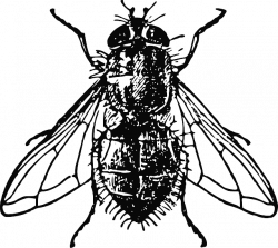 Fly. By Nemo (Pixabay) | Ancient Civilizations | Pinterest