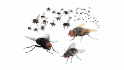 Fly Control - « - Swarm Of Flies, Transparent Png Download ...