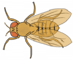 21+ Best Fruit Fly Clipart | Find wonderful clipart and share platform
