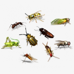 Flies Clipart Harmful Insect - Insects Png #250742 - Free ...