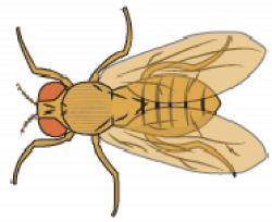 Flies Clipart fruit fly - Free Clipart on Dumielauxepices.net