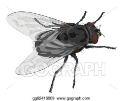 Vector Stock - Insect fly isolated on white background ...