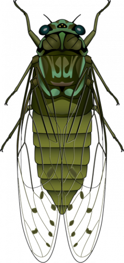 Horse Fly | Bug insect and Clip art