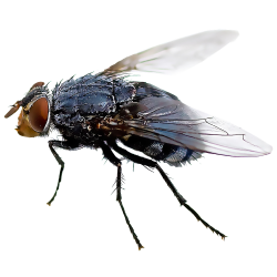 Black fly Insect Mosquito Housefly - fly png download - 1000 ...