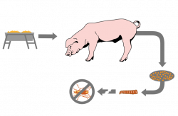 Feed Through Fly Control | Fly Control for Pigs | Swine