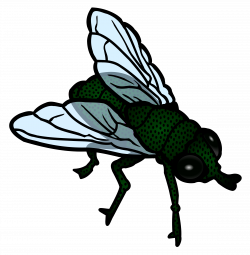 Clipart - fly - coloured