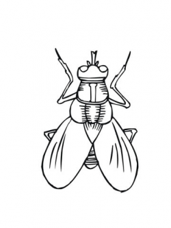 House Fly coloring page | Free Printable Coloring Pages