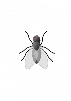 Fly PNG Transparent HD Photo | PNG Mart