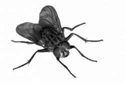 Fly Insect Clip art - Flies Transparent PNG png download ...