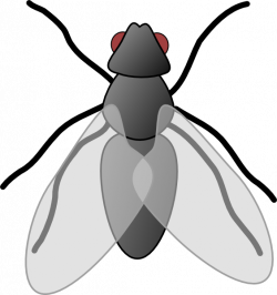 28+ Collection of House Fly Clipart | High quality, free cliparts ...