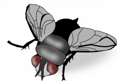 Insect Fly Clip art - fly 2400*1605 transprent Png Free Download ...