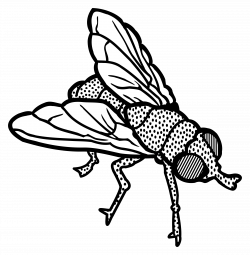 Collection of 14 free Flies clipart winged insect. Download on ubiSafe