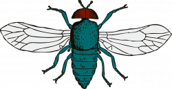 Collection of 14 free Flies clipart winged insect. Download on ubiSafe