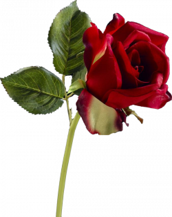 rose27j3.png (800×1010) | CLIPART (VARIETY) | Pinterest | Beautiful ...