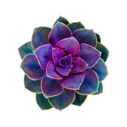 Image result for cactus flower png | favorite colors | Pinterest ...