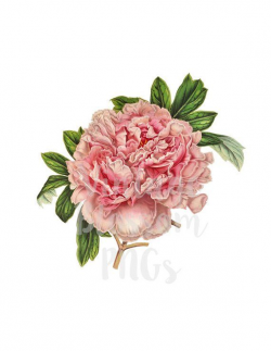 Peony Clip Art Vintage Flower Illustration, Digital Download ...