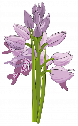 Orchid Clipart (63+)
