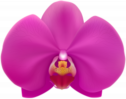 Pink Orchid Transparent PNG Clip Art Image | Gallery Yopriceville ...