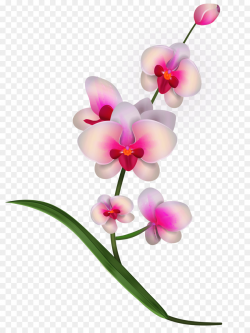 Floral Flower Background clipart - Flower, Orchid ...