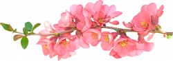 Flower Spring Free content Clip art - Sping Flower Cliparts 1200*431 ...