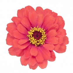 Spring Flowers Stickers for iMessage by Digital Ruby, LLC