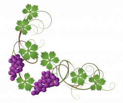 28+ Collection of Vine Clipart Transparent | High quality, free ...