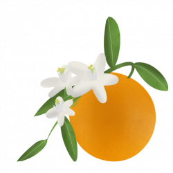 28+ Collection of Orange Blossom Clipart | High quality, free ...
