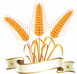Wheat PNG Image - PurePNG | Free transparent CC0 PNG Image Library