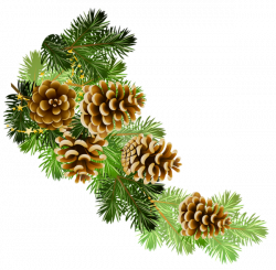 Transparent Pine Branch with Cones PNG Clipart | hobby | Pinterest ...
